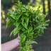 Basil