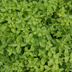 oregano